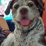 Weasley participe au concours pour gagner de l'argent avec cette photo : dog, indoor, close_up, tongue_out, speckled_fur, pet, collar, couch, television, person, hand, phone, relaxed, happy, brown, white, ears, face, fur, domestic_animal