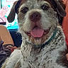 dog, indoor, close_up, tongue_out, speckled_fur, pet, collar, couch, television, person, hand, phone, relaxed, happy, brown, white, ears, face, fur, domestic_animal
