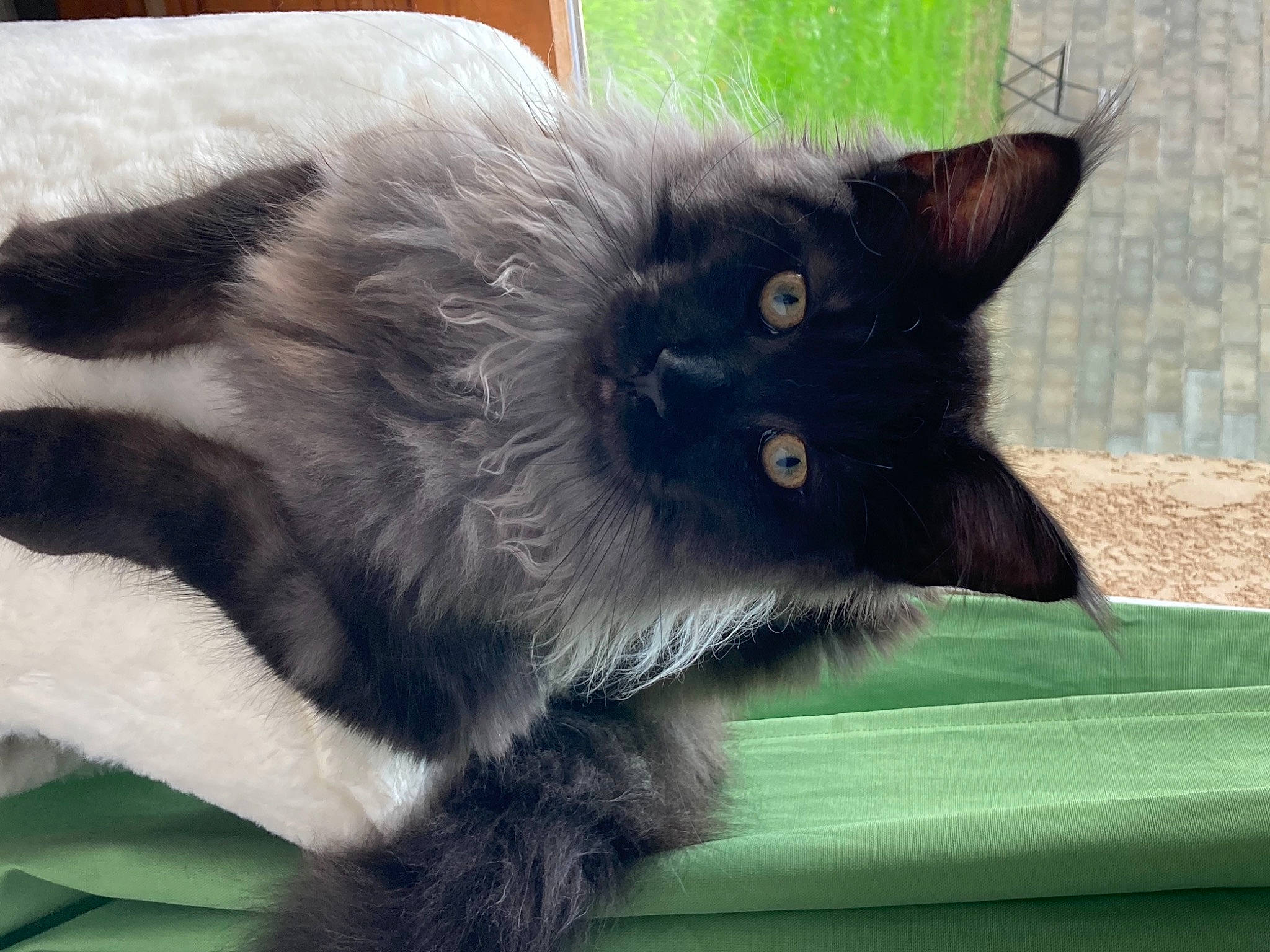 Ramses participe au concours pour gagner de l'argent avec cette photo : black_cat, carnivore, cat, claw, domestic_long_haired_cat, eye, felidae, fur, kitten, mammal, nebelung, norwegian_forest_cat, small_to_medium_sized_cats, snout, tail, vertebrate, whiskers