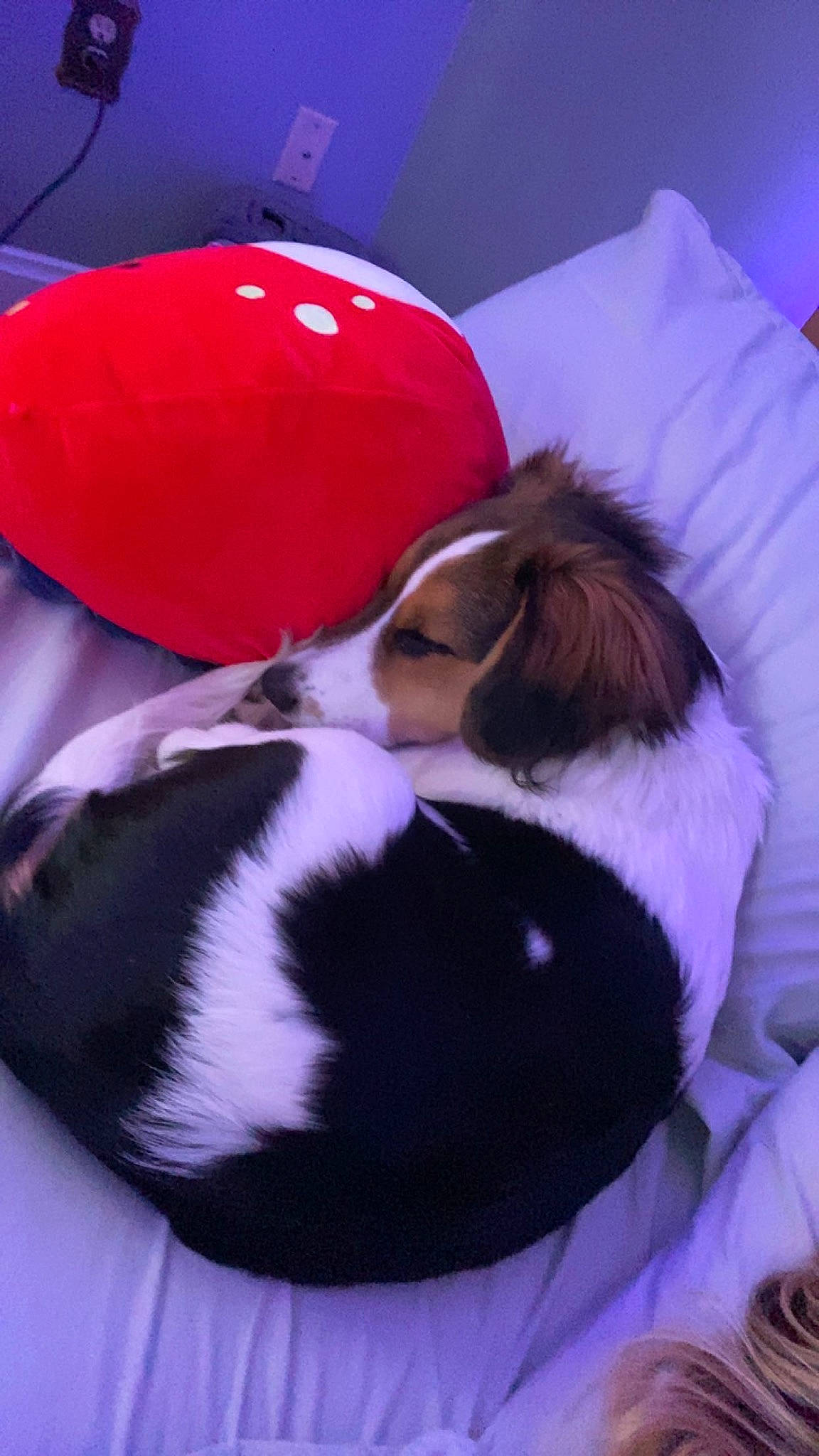 Tucker joined the competition — help win amazing prizes! canidae, carmine, carnivore, comfort, companion_dog, costume_hat, dog, dog_breed, event, fur, hat, magenta, petal, pink, sporting_group, toy, working_animal