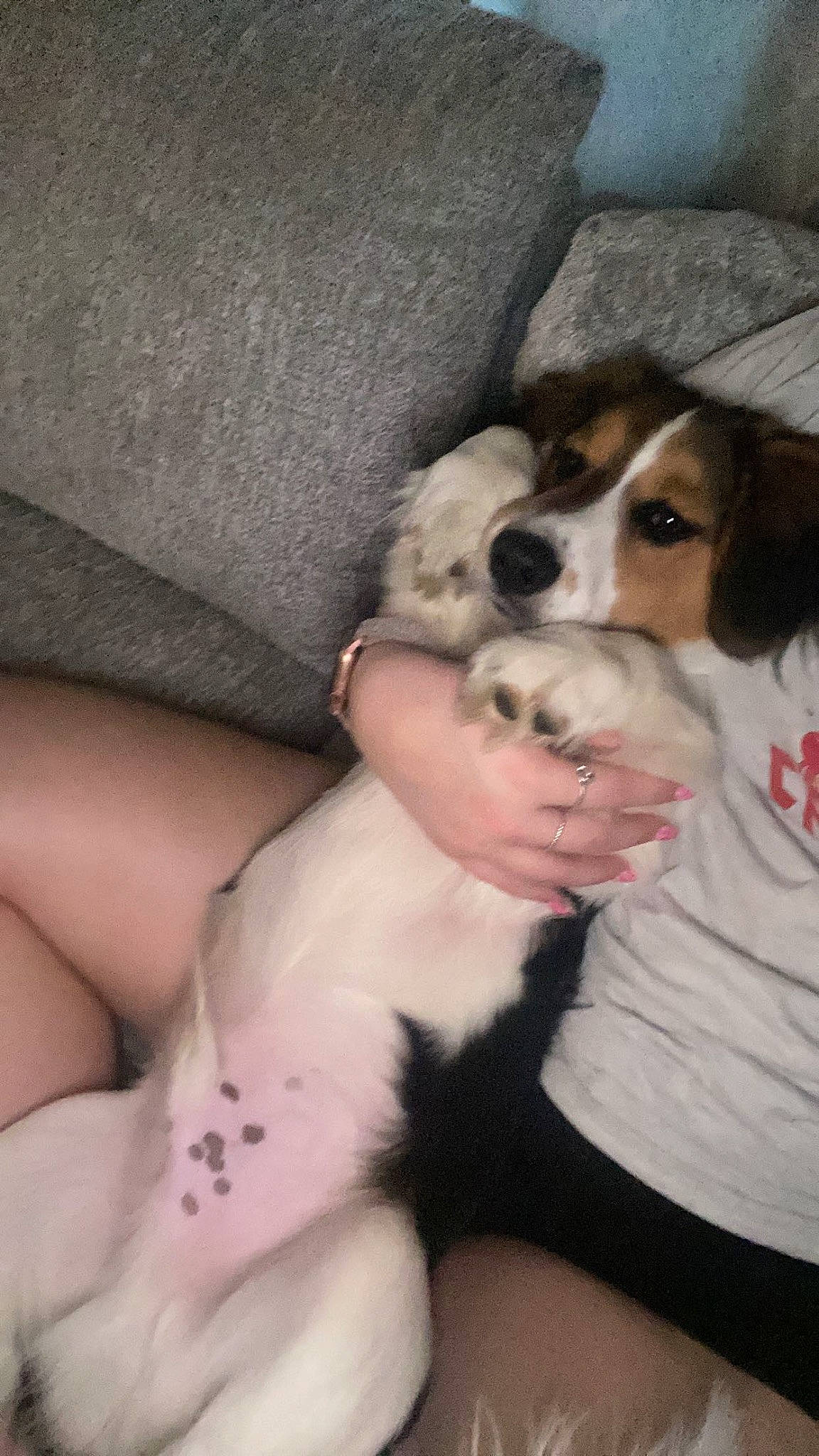 Tucker joined the competition — help win amazing prizes! ball, canidae, carnivore, chest, comfort, companion_dog, dog, dog_breed, fur, human_leg, paw, puppy, puppy_love, snout, sporting_group, thigh, toy_dog, whiskers, working_animal, working_dog