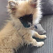Bingo a rejoint le concours — aidez-le/la à gagner de superbes lots ! animal, collar, companion, couch, cute, dog, domestic_animal, ears, face, fluffy, fur, gray_couch, indoor, looking_up, pet, puppy, resting, sitting, small_dog, young_dog