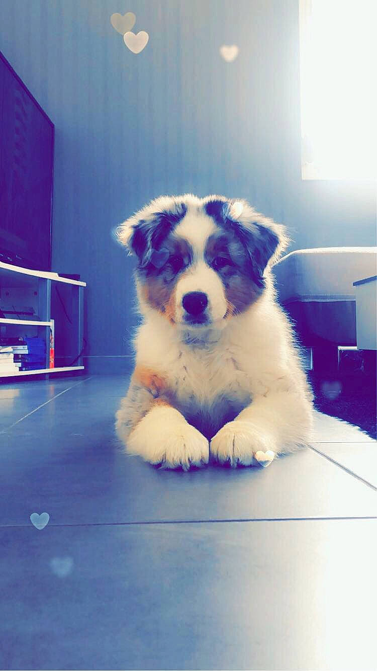 Rafiki De La Vie Sans Soucis