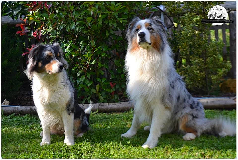 Rafiki participe au concours pour gagner de l'argent avec cette photo : ancient_dog_breeds, australian_shepherd, border_collie, canidae, carnivore, companion_dog, dog, dog_breed, fur, grass, gun_dog, herding_dog, plant, snout, sporting_group, tail, tree, working_dog