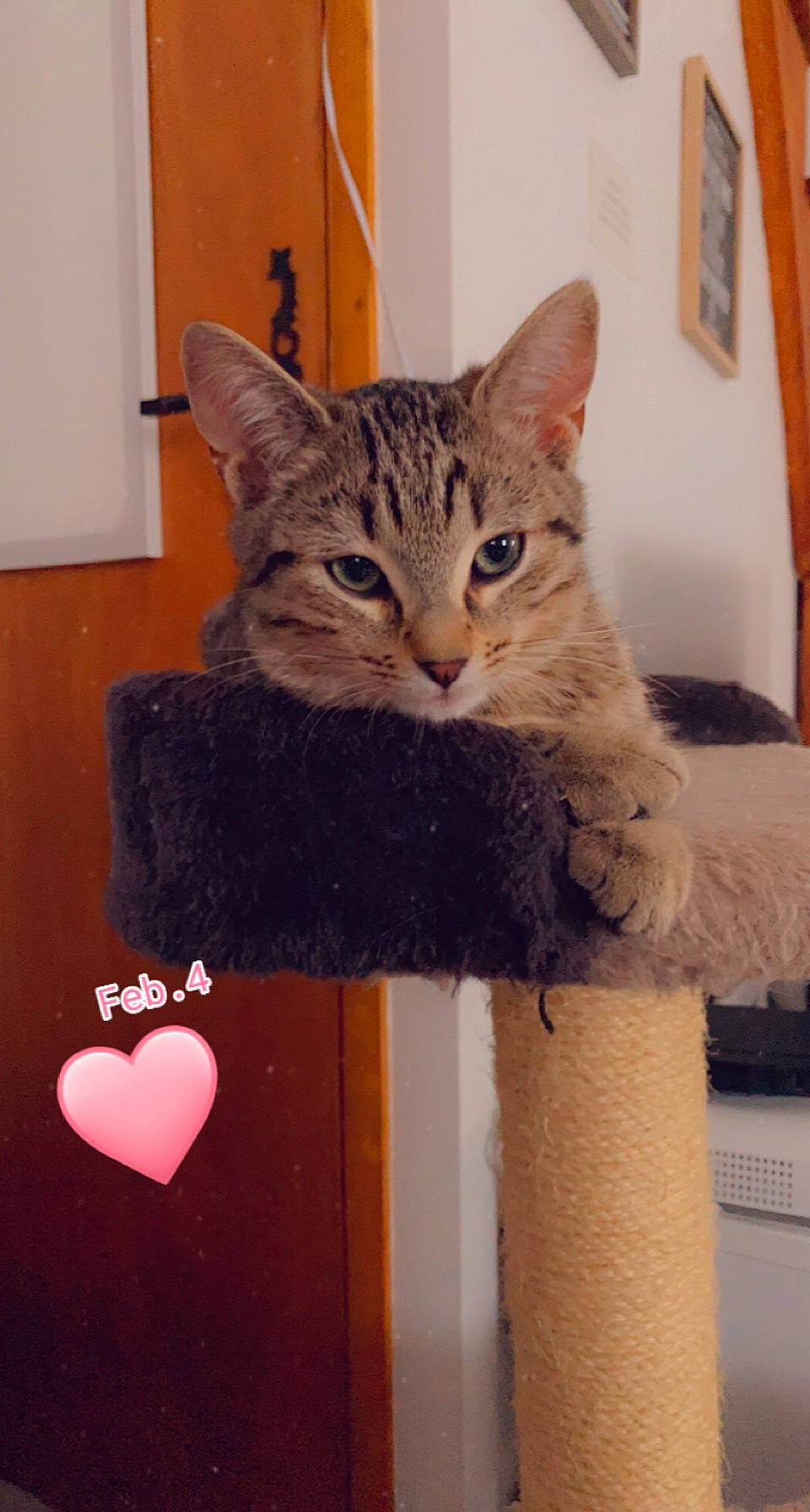 Wendy participe au concours pour gagner de l'argent avec cette photo : carnivore, cat, cat_supply, domestic_short_haired_cat, door, felidae, fur, heart, paw, picture_frame, small_to_medium_sized_cats, snout, tail, whiskers, window, wood