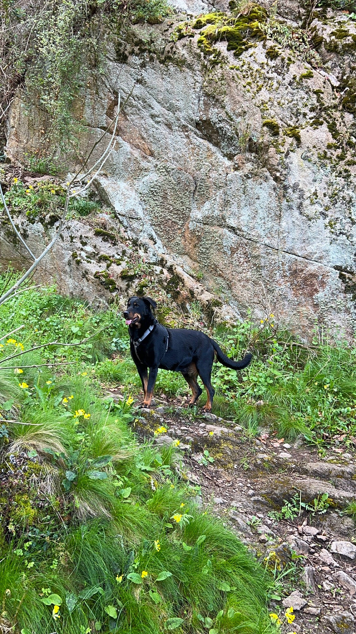 Jinna participe au concours pour gagner de l'argent avec cette photo : canidae, carnivore, chaparral, dog_breed, flower, grass, grassland, groundcover, hunting_dog, landscape, livestock, natural_landscape, pasture, plant, shrub, sporting_group, terrestrial_animal, tree, wildlife, working_animal