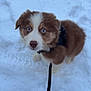 Saphyr a rejoint le concours — aidez-le/la à gagner de superbes lots ! animal, blue_eyes, brown, cold, cute, dog, fluffy, fur, harness, leash, looking_up, nature, outdoor, pet, puppy, small, snow, walking, white, winter