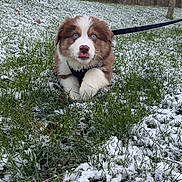 Saphyr a rejoint le concours — aidez-le/la à gagner de superbes lots ! animal, blue_eyes, cute, dog, field, fluffy, grass, leash, nature, outdoor, pet, playful, puppy, sky, snow, sunset, trees, walking, winter, young