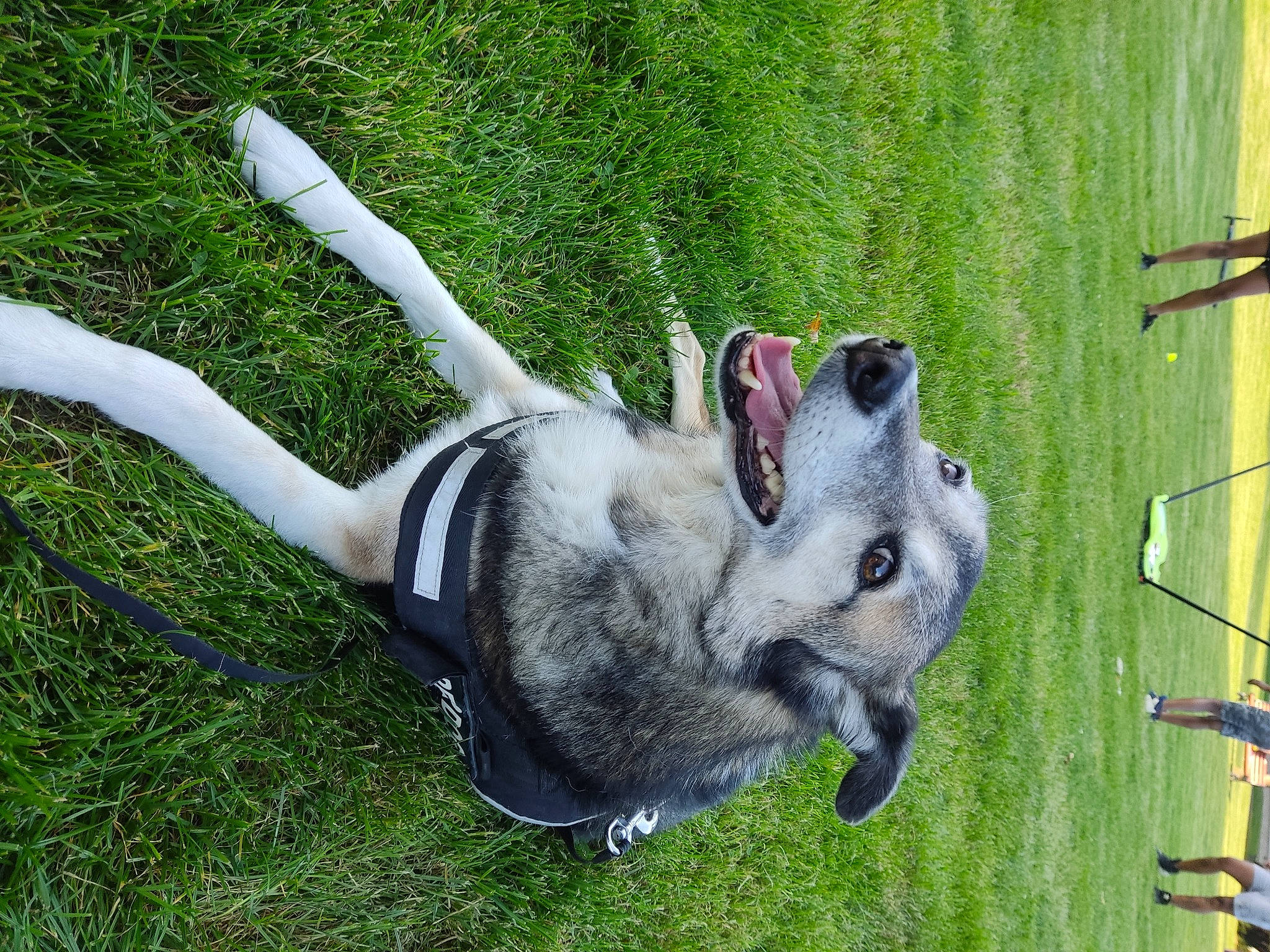 Cezard participe au concours pour gagner de l'argent avec cette photo : carnivore, collar, companion_dog, dog, dog_breed, dog_collar, dog_supply, fawn, grass, leash, non_sporting_group, pet_supply, plant, sled_dog, sporting_group, tail, terrestrial_animal, working_animal, working_dog