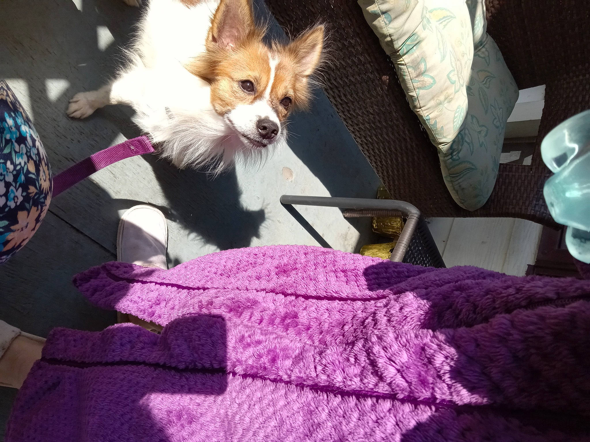 Zander joined the competition — help win amazing prizes! carnivore, chair, comfort, companion_dog, dog, dog_breed, dog_clothes, dog_supply, eyewear, fawn, felidae, fur, magenta, pink, pomeranian, purple, sitting, terrier, toy_dog, whiskers