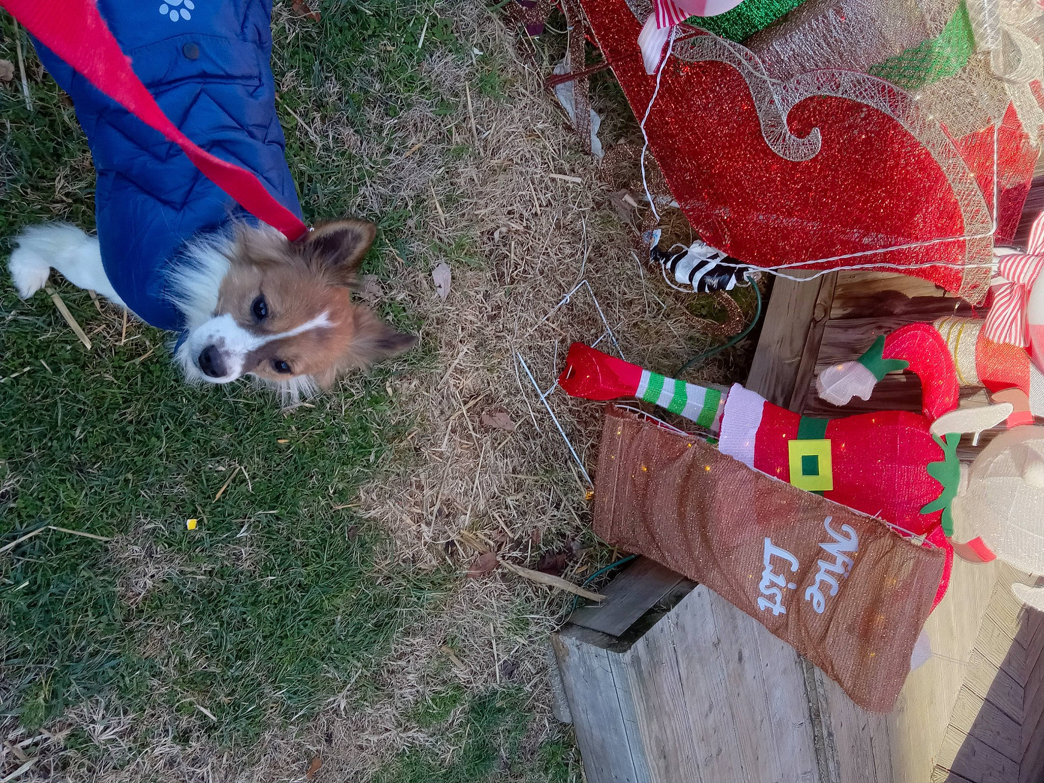 Zander is registered to the contest to win money with this photo: art, canidae, carmine, carnivore, companion_dog, dog, dog_breed, dog_clothes, dog_supply, fawn, fur, grass, leash, non_sporting_group, soil, sporting_group, tail, toy_dog, wood