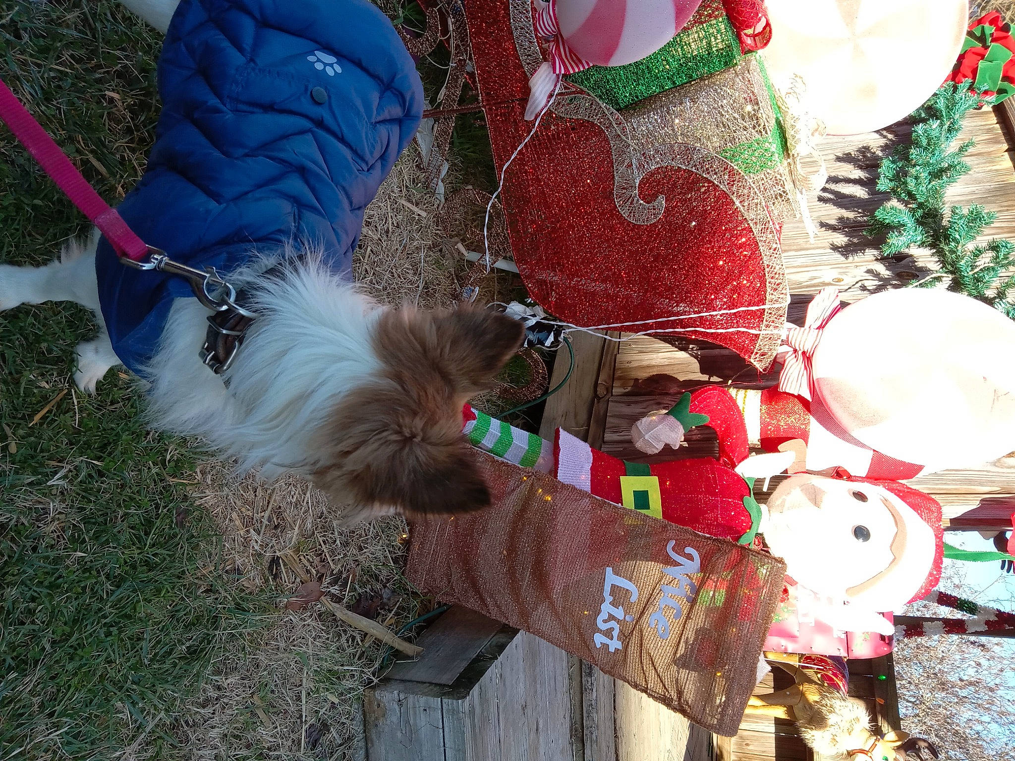 Zander is registered to the contest to win money with this photo: carmine, carnivore, companion_dog, dog, dog_supply, event, fashion_accessory, fawn, fur, grass, hat, holiday, ornament, pattern, plush, santa_claus, stuffed_toy, toy, toy_dog, tree