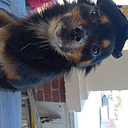 Mia Bella is registered to the contest to win money with this photo: canidae, carnivore, companion_dog, dog, dog_breed, fawn, fur, pet_supply, snout, sporting_group, tail, terrestrial_animal, whiskers