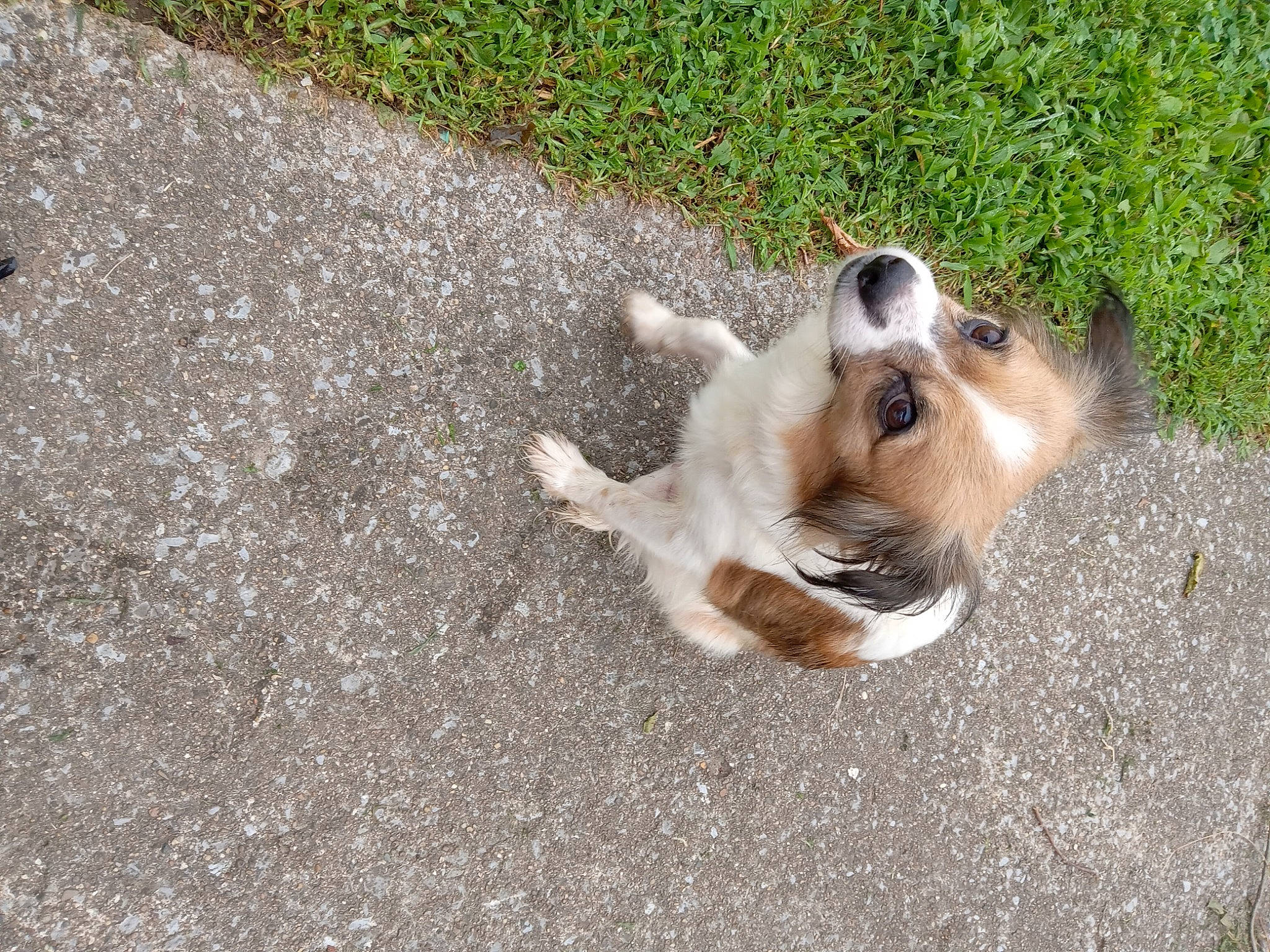 Emily Grace joined the competition — help win amazing prizes! asphalt, canidae, carnivore, companion_dog, dog, dog_breed, fawn, fur, grass, paw, plant, road_surface, soil, sporting_group, street_dog, tail, tar, toy_dog, whiskers, working_animal