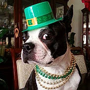Gigi Byrd is registered to the contest to win money with this photo: beads, black_and_white, boston_terrier, cabinet, chair, costume, cute, decor, dog, furniture, green_hat, hat, holiday, indoor, necklaces, pet, portrait, side_eye, sitting, st_patricks_day