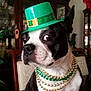 beads, black_and_white, boston_terrier, cabinet, chair, costume, cute, decor, dog, furniture, green_hat, hat, holiday, indoor, necklaces, pet, portrait, side_eye, sitting, st_patricks_day