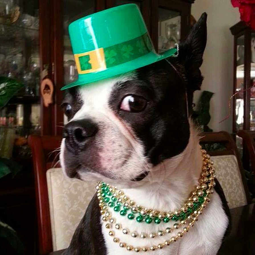 Gigi Byrd is registered to the contest to win money with this photo: beads, black_and_white, boston_terrier, cabinet, chair, costume, cute, decor, dog, furniture, green_hat, hat, holiday, indoor, necklaces, pet, portrait, side_eye, sitting, st_patricks_day