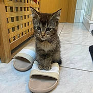 Linette participe au concours pour gagner de l'argent avec cette photo : animal, cat, clothing, footwear, hardwood, indoors, interiordesign, kitten, manx, pet, plant, pottedplant, racket, sandal, shoe, sneaker, sport, tennis, tennisracket, wood