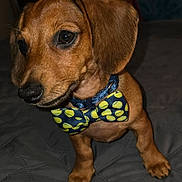 Stark is registered to the contest to win money with this photo: adorable, animal, bed, bow_tie, brown_fur, close_up, collar, cute, dachshund, dog, floppy_ears, harness, indoor, long_body, pet, portrait, puppy, short_legs, sitting, tennis_balls