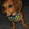 adorable, animal, bed, bow_tie, brown_fur, close_up, collar, cute, dachshund, dog, floppy_ears, harness, indoor, long_body, pet, portrait, puppy, short_legs, sitting, tennis_balls