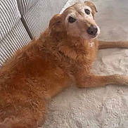 Kaya a rejoint le concours — aidez-le/la à gagner de superbes lots ! dog, golden, fluffy, lying_down, blanket, couch, indoor, pet, fur, canine, relaxed, face, looking_at_camera, cozy, home, animal, mammal, companion, domestic, resting
