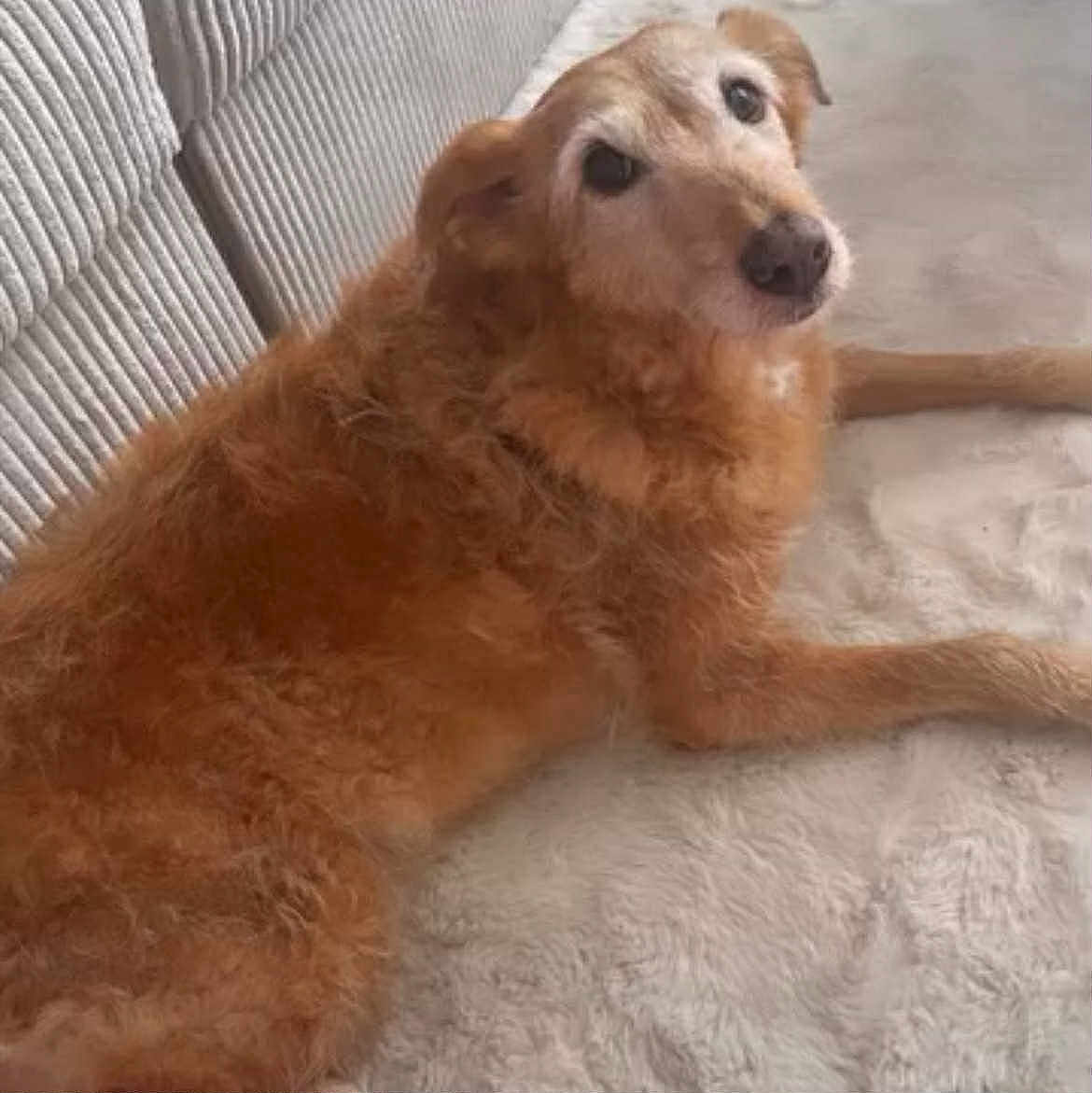 Kaya a rejoint le concours — aidez-le/la à gagner de superbes lots ! dog, golden, fluffy, lying_down, blanket, couch, indoor, pet, fur, canine, relaxed, face, looking_at_camera, cozy, home, animal, mammal, companion, domestic, resting