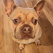 Skye is registered to the contest to win money with this photo: dog, french_bulldog, pet, animal, canine, ears, floor, wooden_floor, indoor, looking_up, cute, portrait, mammal, domestic_animal, small_dog, brown_dog, short_hair, snout, paw, alert