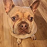dog, french_bulldog, pet, animal, canine, ears, floor, wooden_floor, indoor, looking_up, cute, portrait, mammal, domestic_animal, small_dog, brown_dog, short_hair, snout, paw, alert