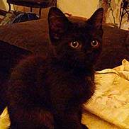 Mylo is registered to the contest to win money with this photo: animal, black_cat, blanket, cat, chair, couch, cozy, cute, dark, domestic_animal, eyes, fur, furniture, home, indoor, living_room, mammal, pet, resting, table