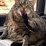 Bill is registered to the contest to win money with this photo: animal, carpet, cat, closeup, door, ears, feline, grooming, home, indoor, paw, pet, relaxed, sitting, striped_rug, tabby, tail, tongue, whiskers, window