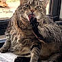 animal, carpet, cat, closeup, door, ears, feline, grooming, home, indoor, paw, pet, relaxed, sitting, striped_rug, tabby, tail, tongue, whiskers, window