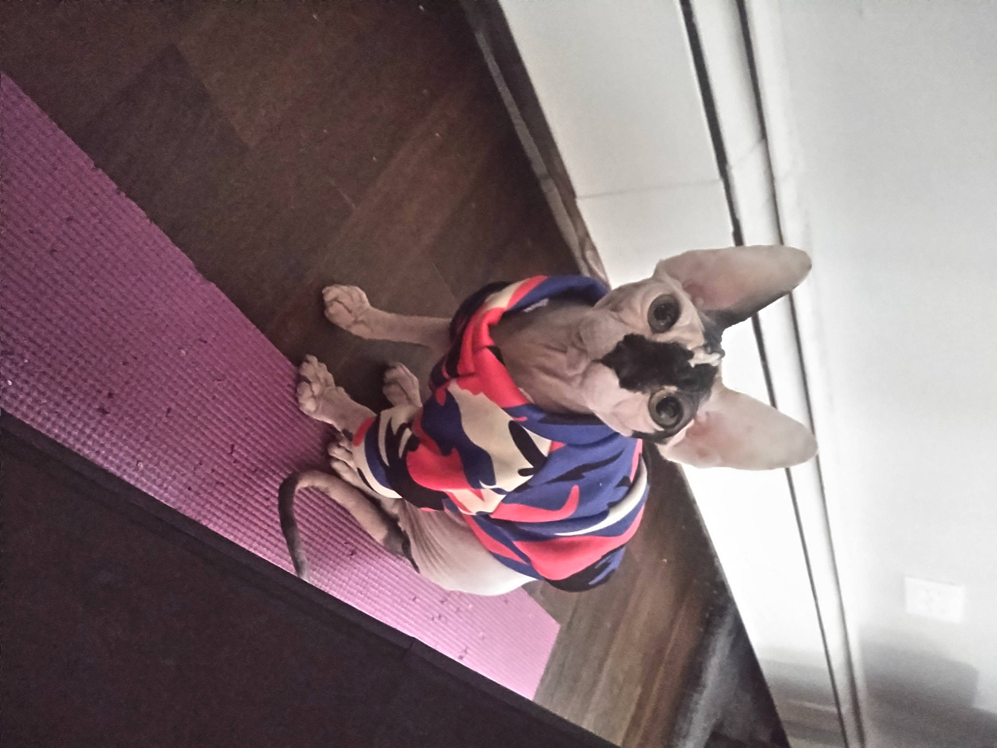 Dahlia joined the competition — help win amazing prizes! adventure, automotive_design, carmine, ceiling, elbow, electric_blue, eyewear, fictional_character, flooring, fun, goggles, knee, magenta, metal, recreation, room, rope, sunglasses, vehicle_door, wire