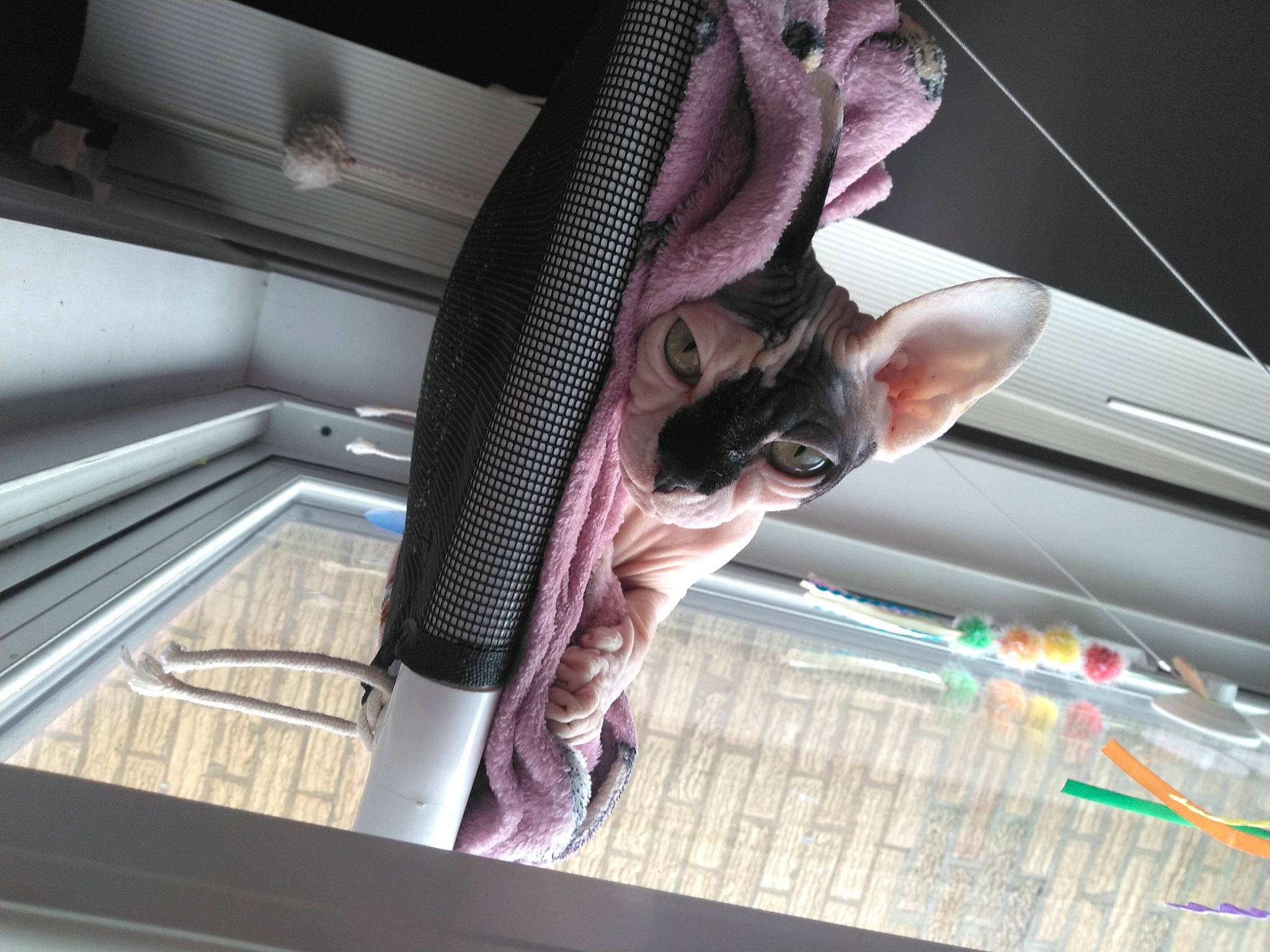 Dahlia joined the competition — help win amazing prizes! carnivore, cat, ceiling, comfort, companion_dog, escalator, felidae, fun, fur, human_leg, magenta, mammal, metal, room, small_to_medium_sized_cats, stairs, tail, thigh, vertebrate, whiskers