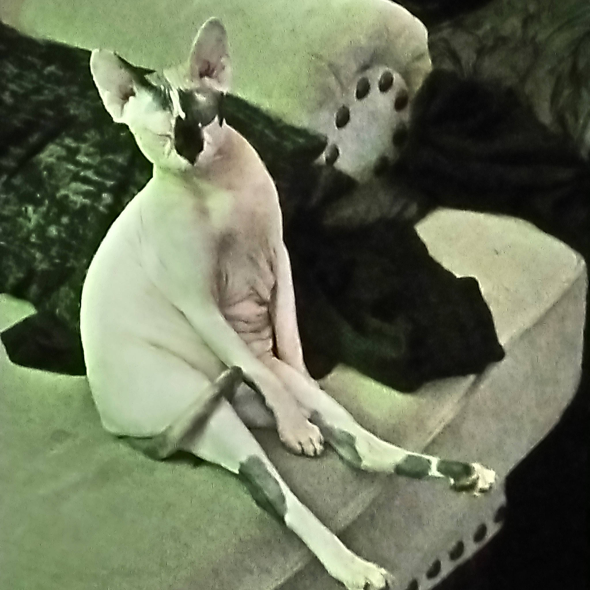 Dahlia is registered to the contest to win money with this photo: canidae, carnivore, collar, comfort, companion_dog, dog, dog_breed, fawn, felidae, fur, monochrome_photography, nap, paw, small_to_medium_sized_cats, snout, sporting_group, tail, terrestrial_animal, whiskers, working_animal