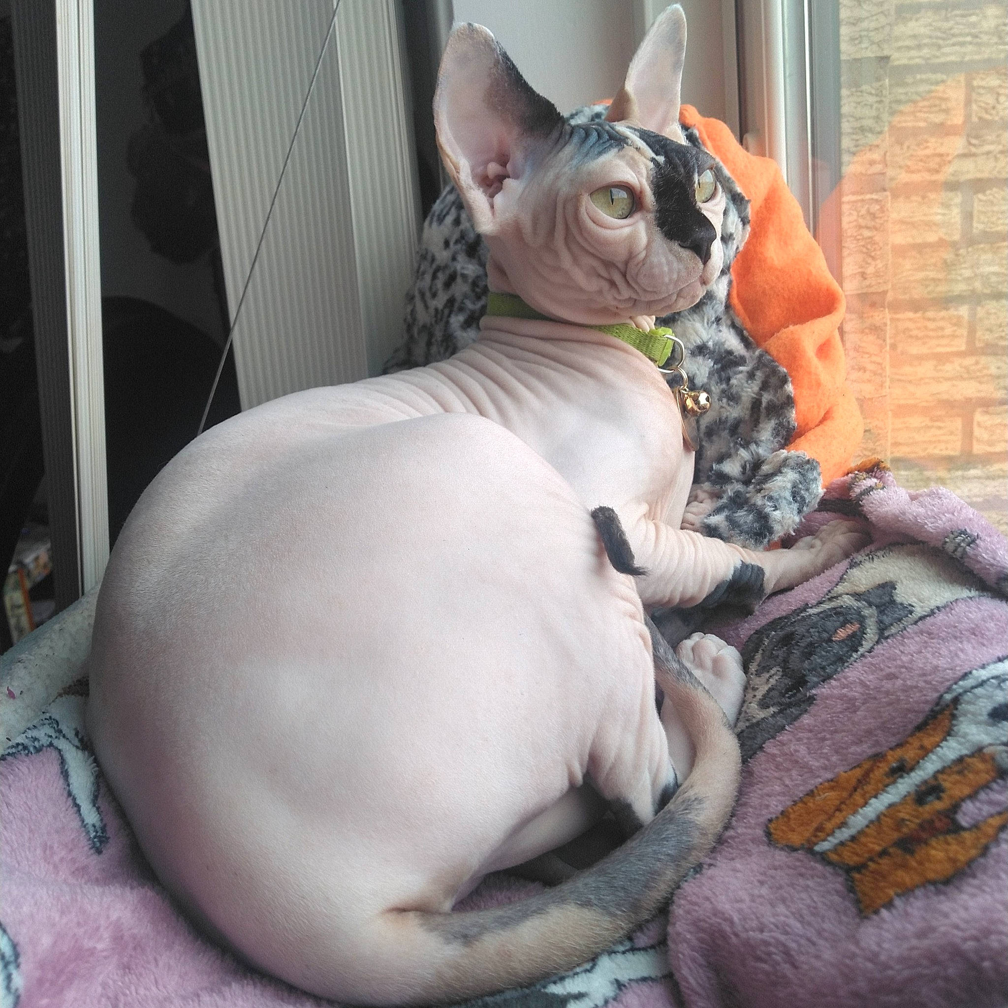 Dahlia joined the competition — help win amazing prizes! canidae, carnivore, collar, comfort, companion_dog, dog, dog_breed, donskoy, ear, fawn, felidae, fur, non_sporting_group, peach, small_to_medium_sized_cats, snout, tail, terrestrial_animal, whiskers, working_animal