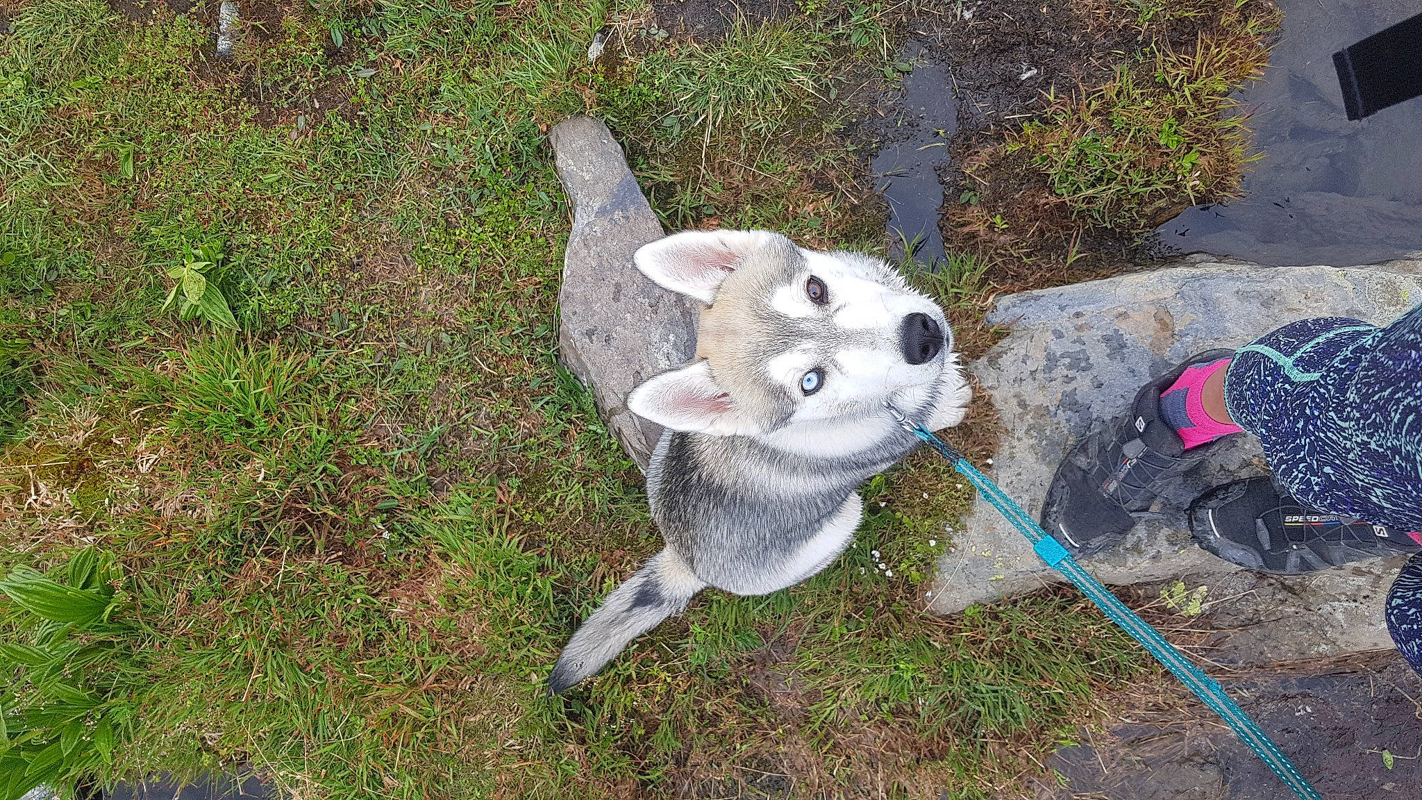 Raïka participe au concours pour gagner de l'argent avec cette photo : canidae, carnivore, dog, dog_breed, tail