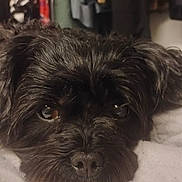 Smokie joined the competition — help win amazing prizes! dog, black_dog, pet, face, fur, blanket, bed, indoor, cozy, resting, cute, animal, portrait, looking, ears, eyes, snout, home, clothes, soft