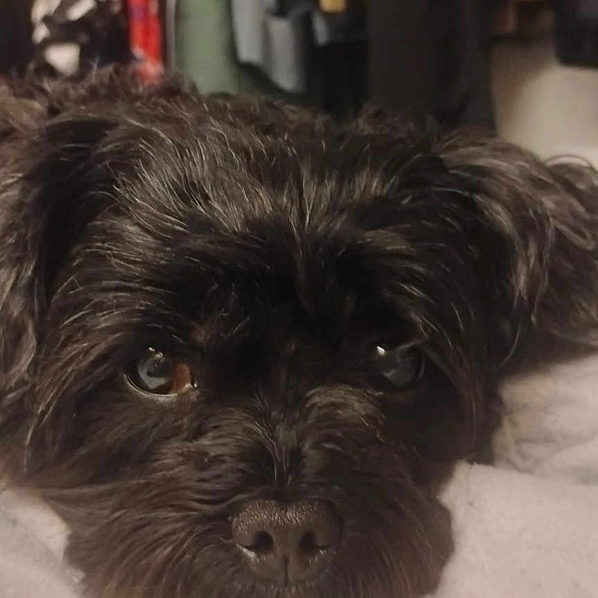 Smokie