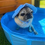 Alice joined the competition — help win amazing prizes! dog, pug, hat, blue_hat, pet, pool, plastic_pool, outdoor, grass, summer, cute, animal, pet_accessory, headwear, canine, portrait, sitting, shallow_depth_of_field, blurred_background, sun_hat