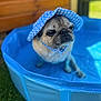 dog, pug, hat, blue_hat, pet, pool, plastic_pool, outdoor, grass, summer, cute, animal, pet_accessory, headwear, canine, portrait, sitting, shallow_depth_of_field, blurred_background, sun_hat