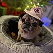 Alice joined the competition — help win amazing prizes! adorable, animal, blurred_background, christmas_lights, cozy, cute, dog, dog_bed, face, furry, hat, holiday, indoors, pet, pet_accessory, portrait, pug, small_dog, soft_lighting, warm