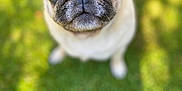 Alice is registered to the contest to win money with this photo: adorable, animal, canine, companion, cute, daylight, dog, ears, eyes, fur, grass, looking_up, mammal, nature, outdoor, pet, portrait, pug, small_dog, snout