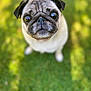 adorable, animal, canine, companion, cute, daylight, dog, ears, eyes, fur, grass, looking_up, mammal, nature, outdoor, pet, portrait, pug, small_dog, snout