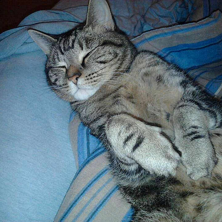 Buster is registered to the contest to win money with this photo: