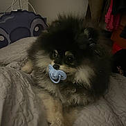 Angel a rejoint le concours — aidez-le/la à gagner de superbes lots ! animal, background, bed, black, clothing, cozy, cute, dog, face, fluffy, fur, indoor, lying_down, pacifier, paw, pet, quilt, resting, tan, toy