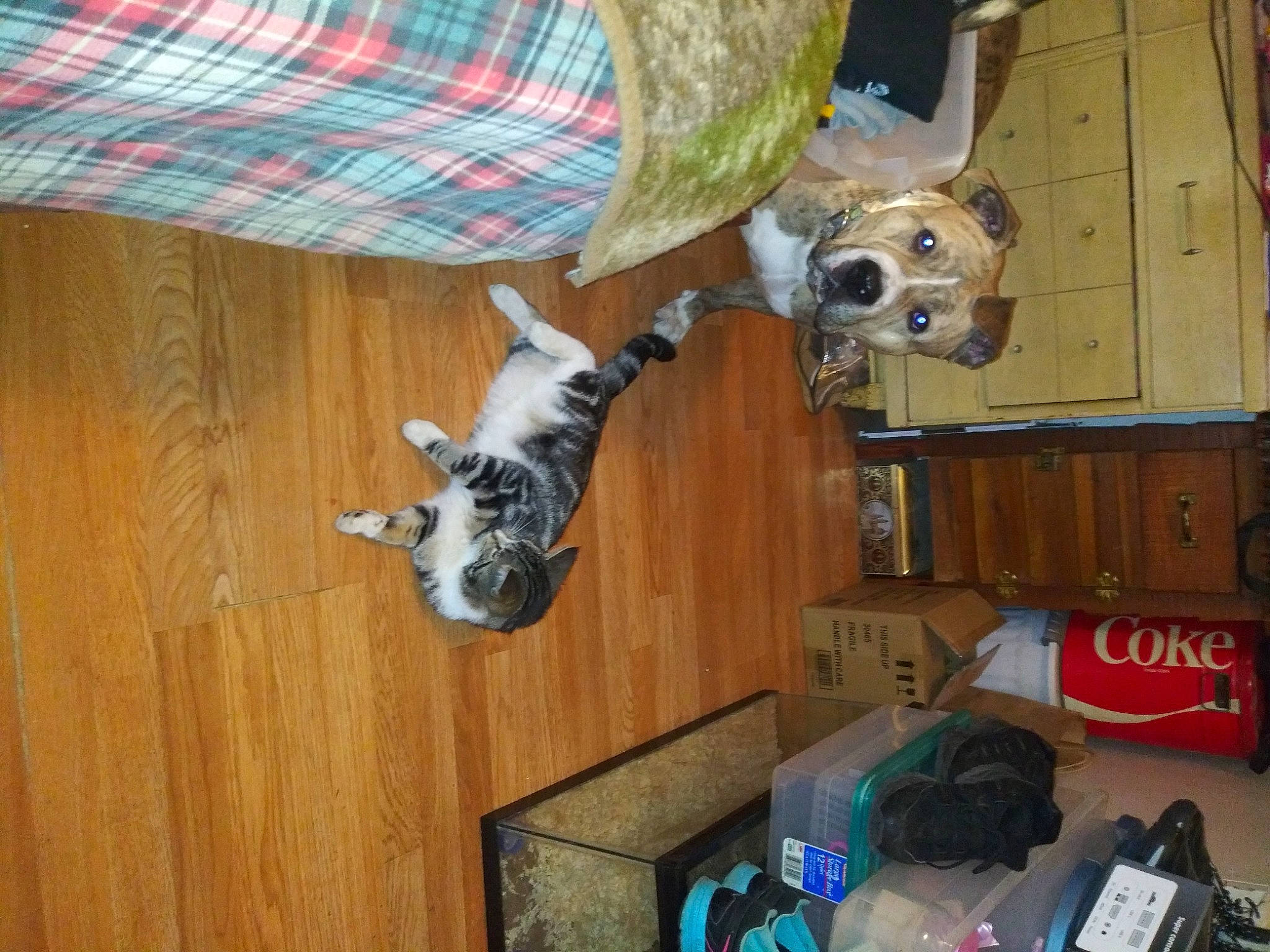 Uma joined the competition — help win amazing prizes! box, carnivore, collar, companion_dog, dog, dog_breed, fawn, felidae, floor, flooring, hardwood, plaid, room, shipping_box, small_to_medium_sized_cats, tail, tartan, wood, wood_stain, working_animal