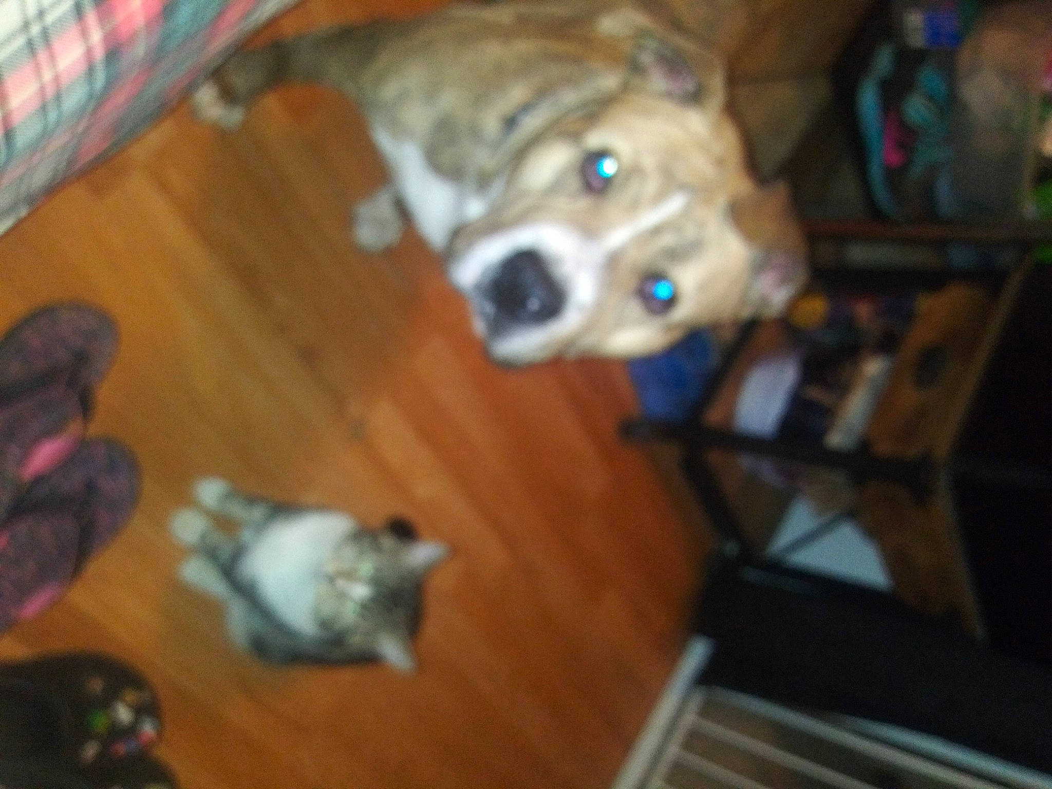 Uma joined the competition — help win amazing prizes! brown, carnivore, companion_dog, dog, dog_breed, dog_supply, fawn, flooring, fun, fur, hardwood, laminate_flooring, snout, sporting_group, tail, toy, vertebrate, whiskers, wood, working_animal