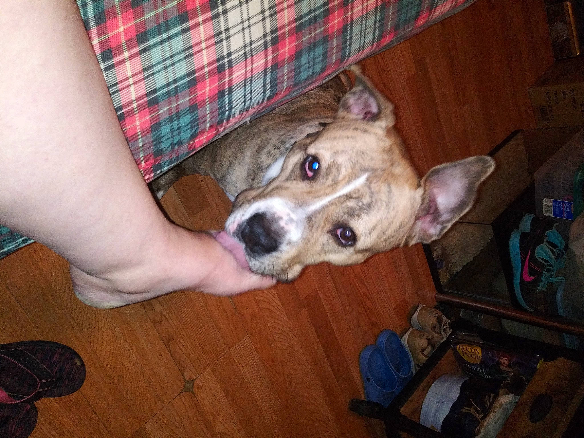 Uma joined the competition — help win amazing prizes! canidae, carnivore, companion_dog, dog, dog_breed, fawn, flooring, fur, hardwood, human_leg, non_sporting_group, pattern, pet_supply, plaid, snout, sporting_group, tartan, whiskers, wood, working_animal