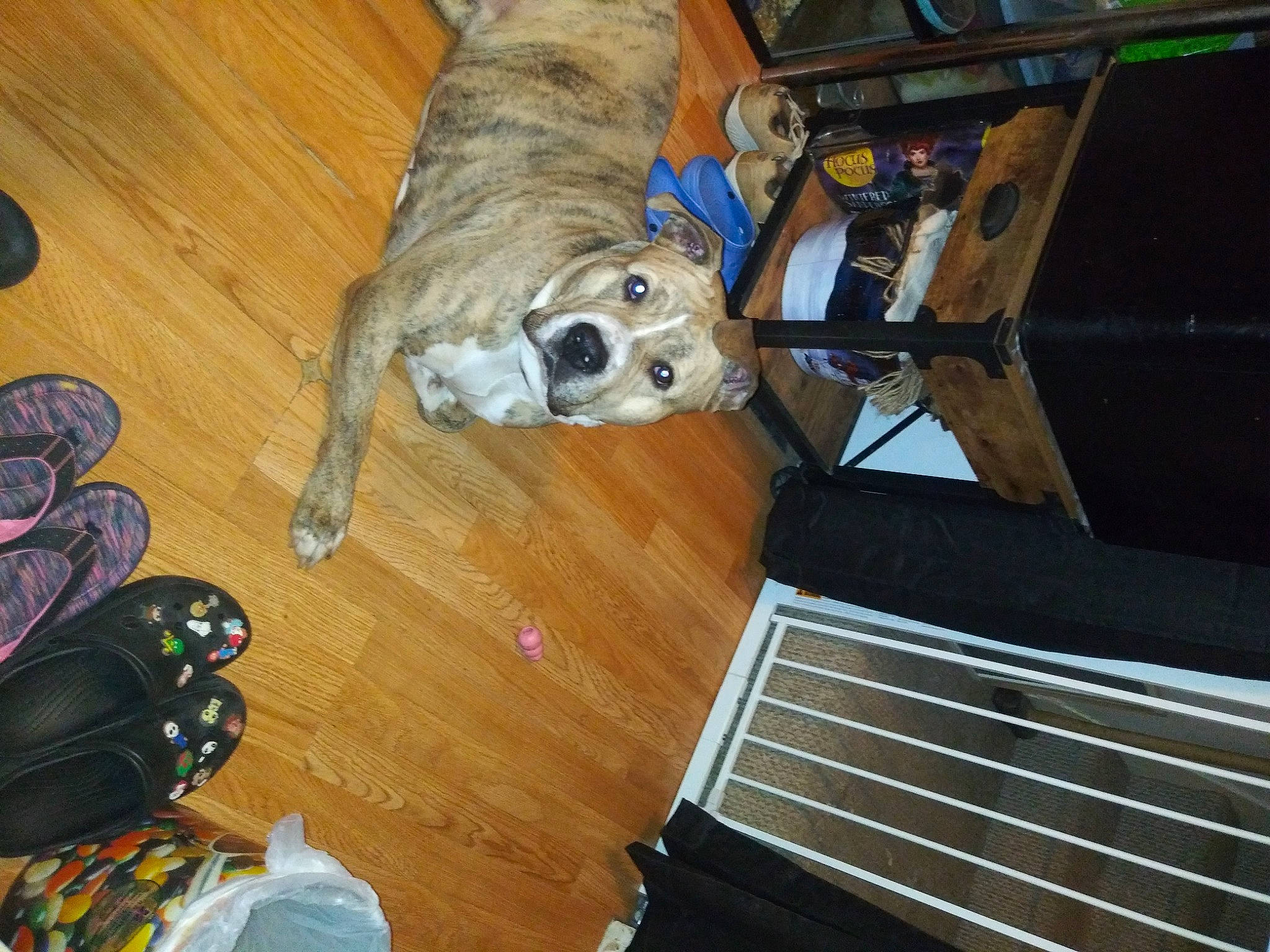 Uma joined the competition — help win amazing prizes! canidae, carnivore, companion_dog, dog, dog_breed, fawn, flooring, fur, grille, guard_dog, hardwood, laminate_flooring, pet_supply, radiator, sporting_group, tail, varnish, wood, wood_flooring, wood_stain