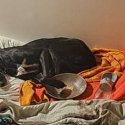 Toundra a rejoint le concours — aidez-le/la à gagner de superbes lots ! animal, bed, black_dog, blanket, bowl, collar, comfort, cozy, dog, fur, home, indoor, nap, pet, pillow, relaxing, resting, sleep, sleeping, water_dispenser